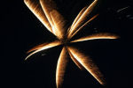 Feux d'artifices et pyrotechnie